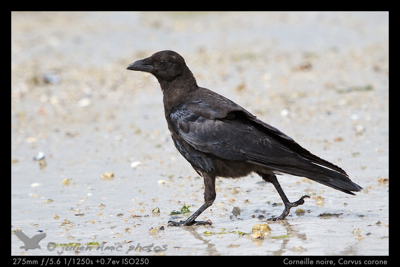 PLUMAGES...: La corneille noire